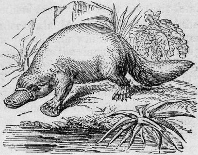 A platypus